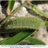 polyommatus agrodiaetus damon daut larva4c